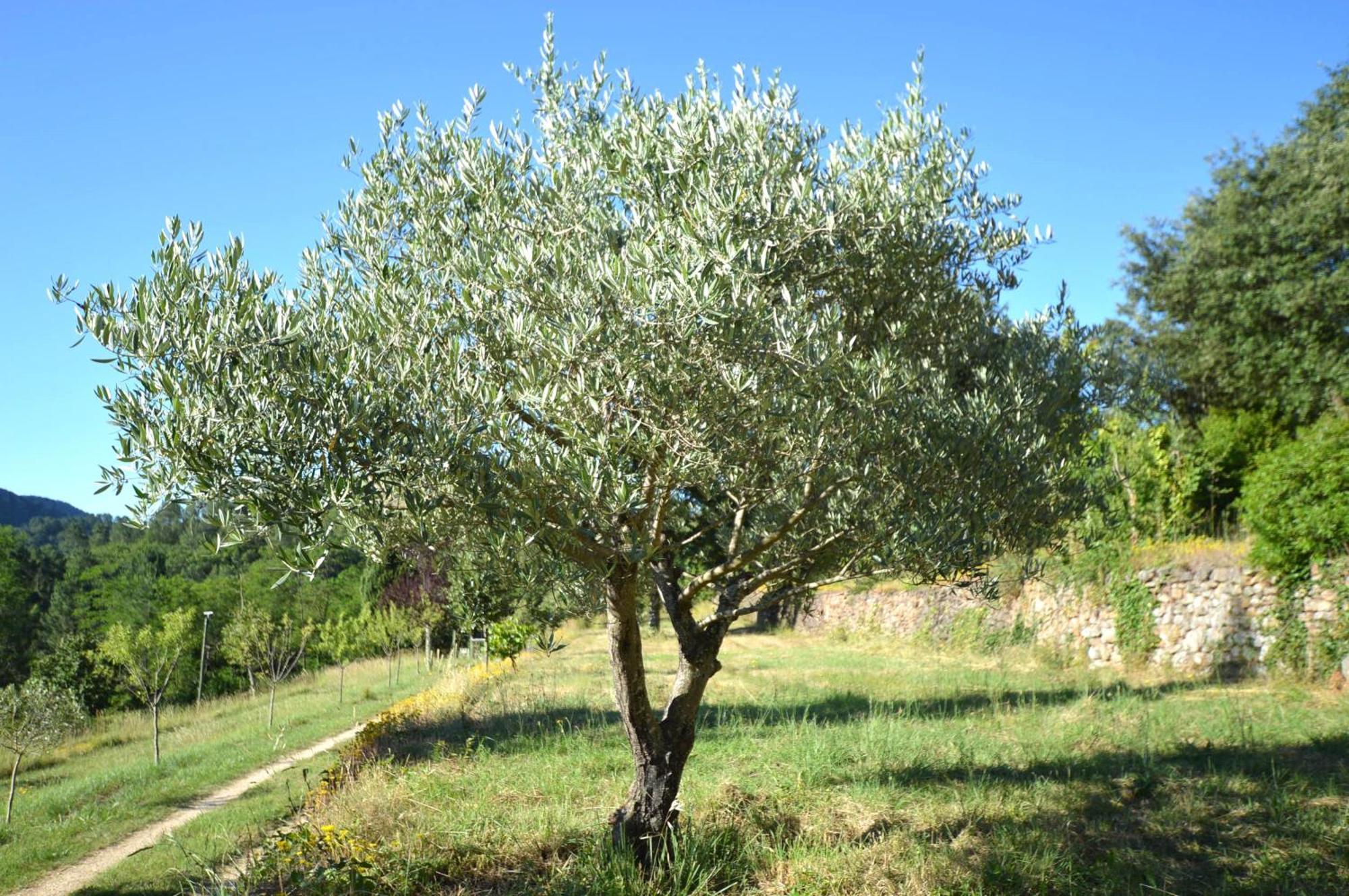 Mas Des Druilles Bed and Breakfast Generargues Buitenkant foto